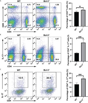 Bcl-3 regulates the function of Th17 cells through raptor mediated glycolysis metabolism